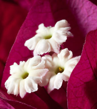 Bougainvillea