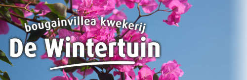Bougainvillea Kwekerij De Wintertuin