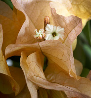 Bougainvillea