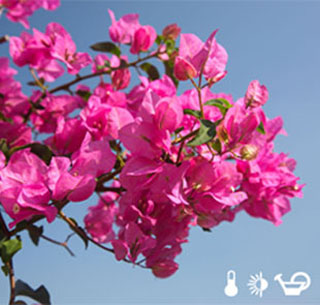 cruise Oppositie besteden Bougainvillea Kwekerij 'De Wintertuin'