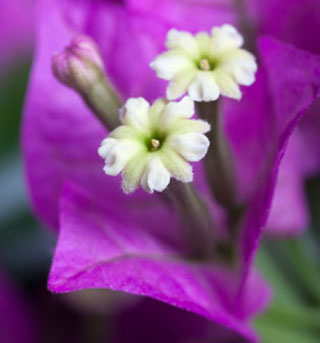 Bougainvillea