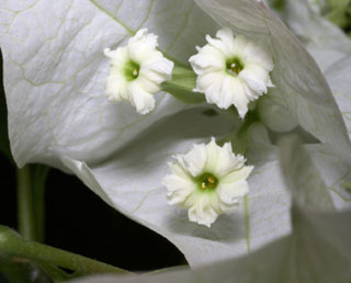 Bougainvillea