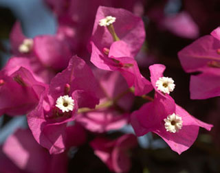 Bougainvillea