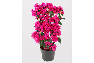 Bougainvillea