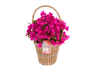 Bougainvillea