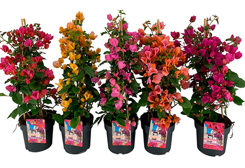 cruise Oppositie besteden Bougainvillea Kwekerij 'De Wintertuin'