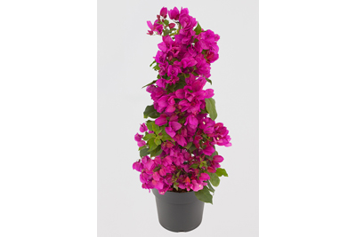 Bougainvillea